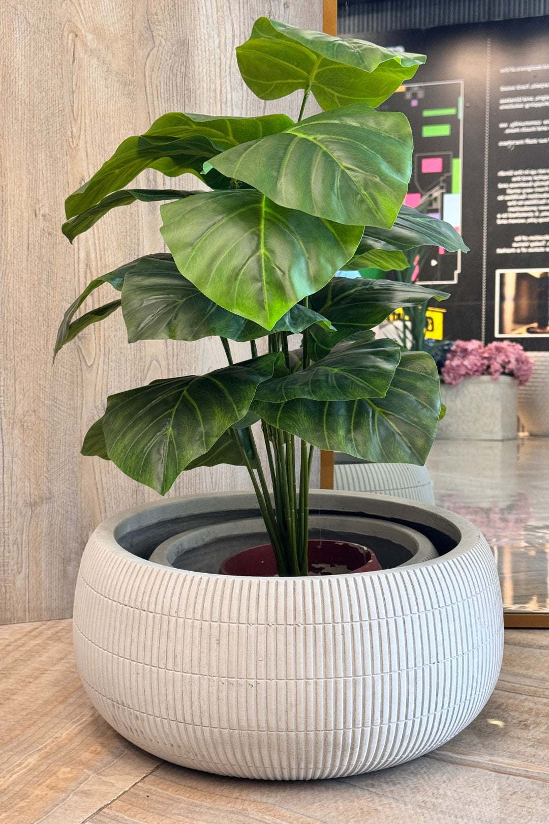 Plant - Flower Pot