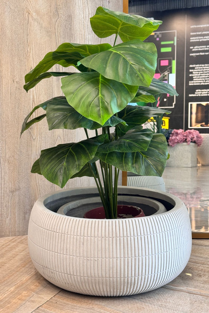 Plant - Flower Pot