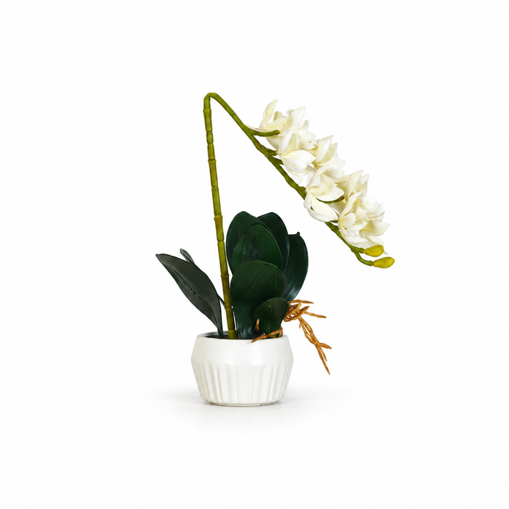 Table Plant
