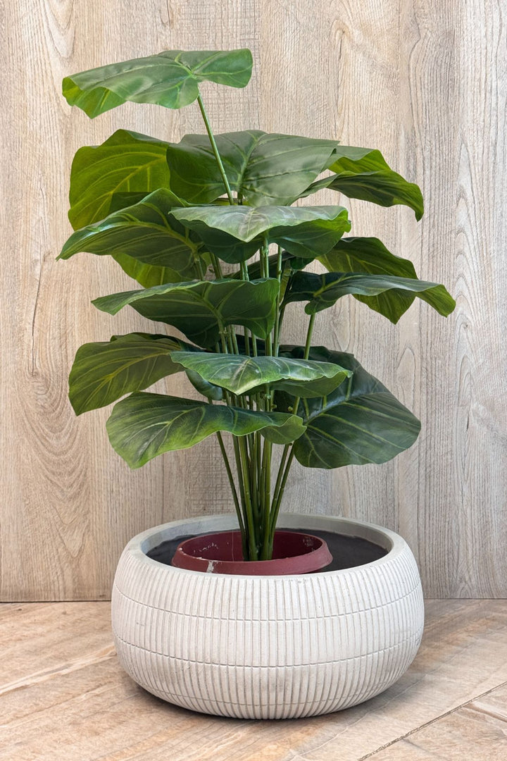 Plant - Flower Pot