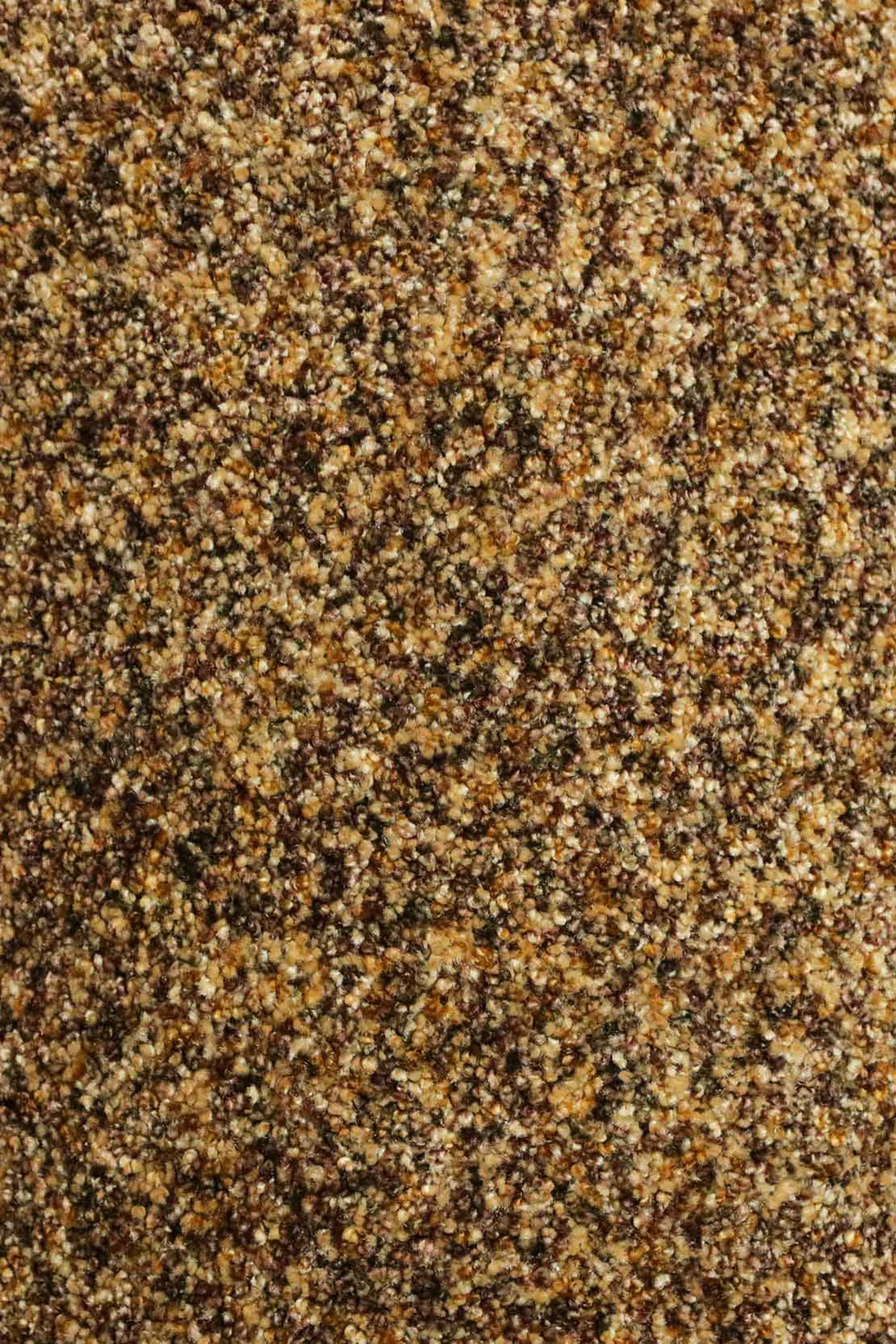 Wall to Wall Carpet Focus 1668