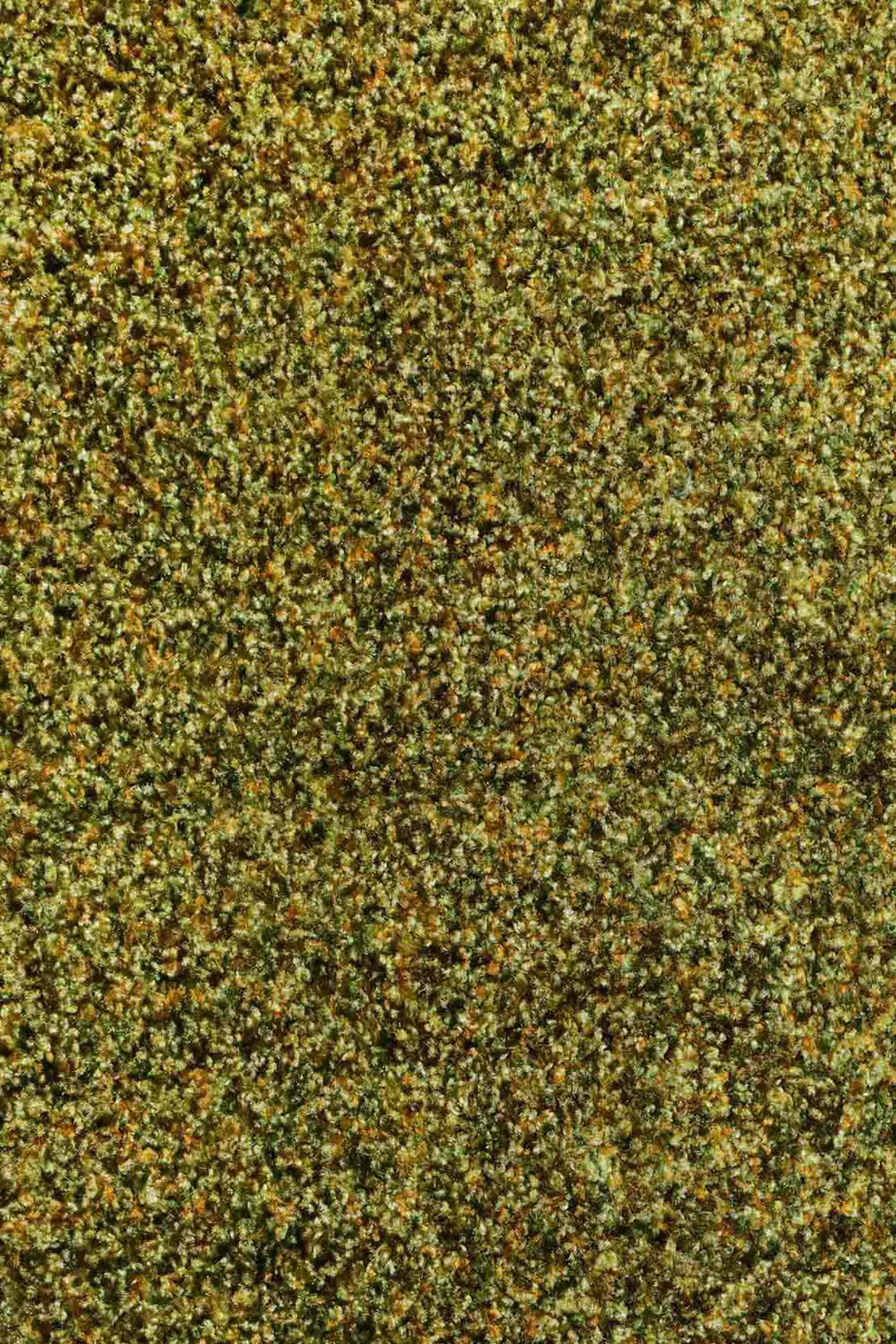 Wall to Wall Carpet Focus 1633